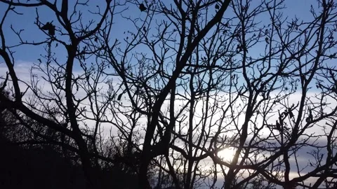 Branches on a bare tree in silhouette at dusk Vídeo Stock 150968617