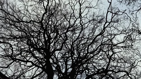 Branches Of A Bare Tree In Slow Rotation On The Background Of The Sky Stock Footage 286218404