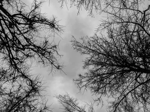 Branches of bare trees Stock Photos
