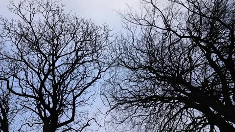 Branches Of Bare Trees In Slow Rotation On The Background Of The Sky Stock Footage 286218758