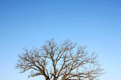 Branches of bare winter tree and blue sky background Stock Photos