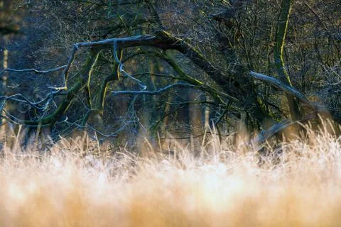 Branches of bare winter tree in tall yellow grass. Stock Photos