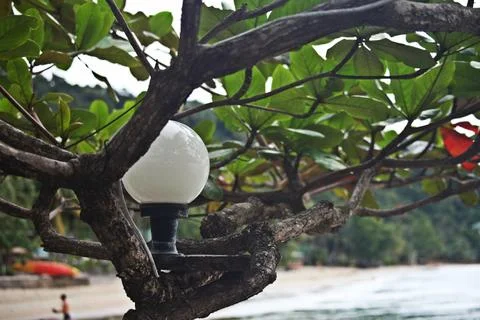 Branches on the beach Stock Photos