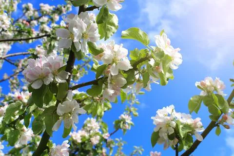 Branches of beautiful blooming apple tree on sunny spring day, Stock Photos