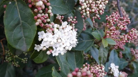 Branches of beautiful blooming tree with white flowers Видео 177028726