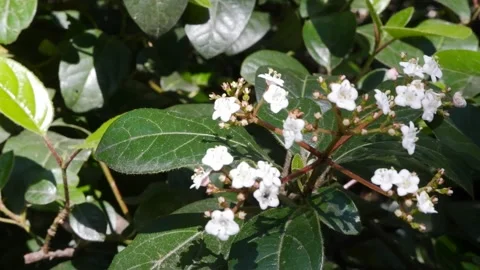 Branches of beautiful blooming tree with white flowers Stock Footage 182458842