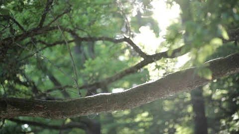 Branches of beautiful old tree in a forest 库存影片 86948534