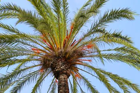 Branches of beautiful palm tree Stock Photos