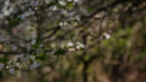 Branches with beautiful white flowers on the background of the forest Vídeos de archivo 107444580
