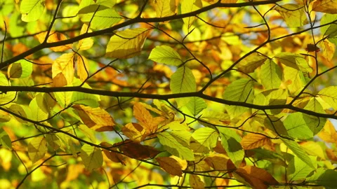 Branches of a Beech tree with colored leaves at autumn, fall. Stock Footage 269136969