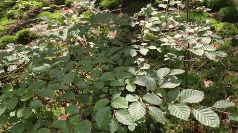 Branches with beech tree leaves lit by the sun. Stock-Footage 269012401