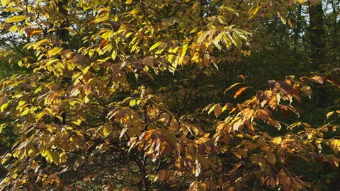 Branches with beech tree leaves lit by the sun. Stock Footage 269069094