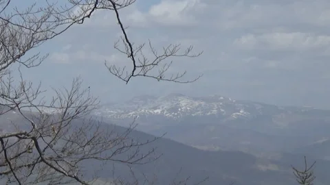 Branches of beech trees,  Transcarpathia, Ukraine 動画素材 107257491
