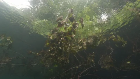 Branches below the water surface and trees out of the water, Albano lake, Italy Stock Footage 107654871