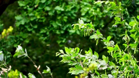 Branches bending on the wind 2 Stockbeeldmateriaal 88972679