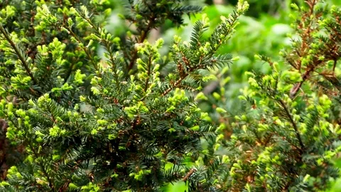 Branches bending on the wind Stockbeeldmateriaal 88972703