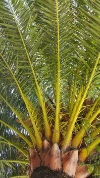 Branches of big palm tree Stock Photos