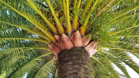 Branches of big palm tree Stock Photos