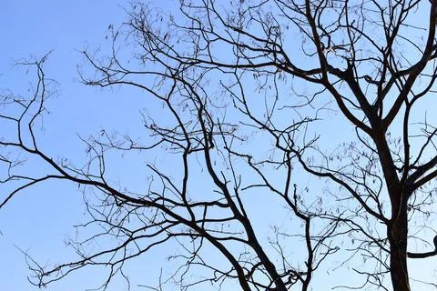 Branches of big tree on blue sky background Фото