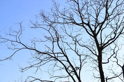 Branches of big tree on blue sky background Stock Photos