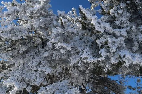 Branches of big tree covered in fluffy snow and frost, sunny winter wonderlan Foto stock