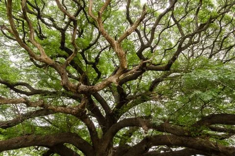 Branches of a big tree Stock Photos