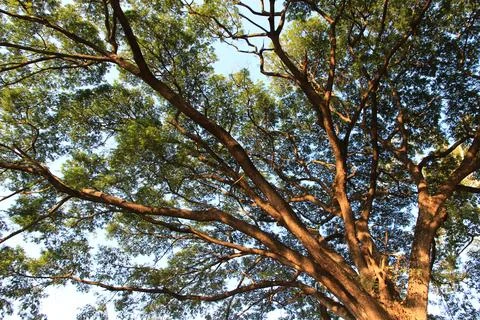 The branches of the big tree provide shade and are natural. Stock Photos