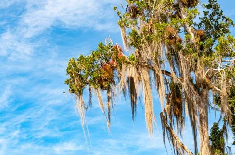 Branches of a big tree with spanish moss draping down side view Stock Photos