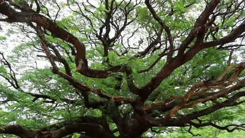 Branches of Big Trees in Green Park Stock Footage 82707929