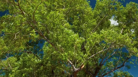 Branches of a big weeping willow tree moving with the wind. Stock Footage 145240432