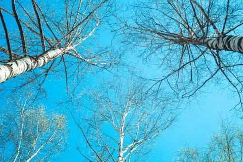 Branches birch against the background of pure blue sky in springtime, wide an Stock Photos