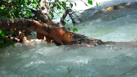 The branches of the birch are in the water 動画素材 103974491