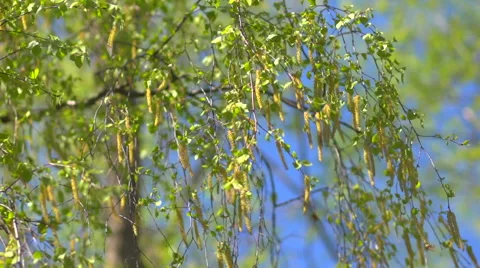 Branches of birch with catkins Stock Footage 57728843