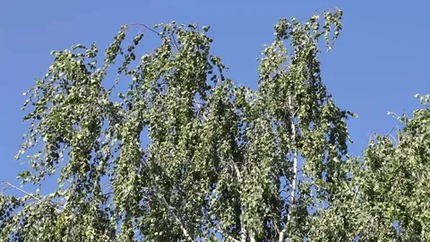 Branches of a birch Stock Footage 94858665