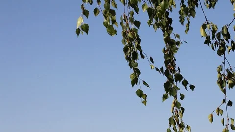 Branches of a birch Stock Footage 94858675