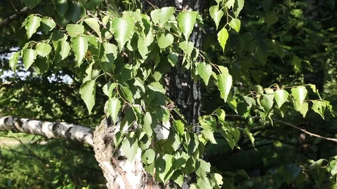 Branches of a birch Stock Footage 94858679