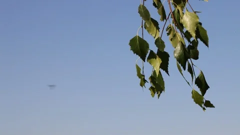Branches of a birch Stock Footage 94858683