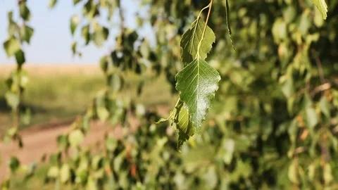 Branches of a birch Stock Footage 94858710