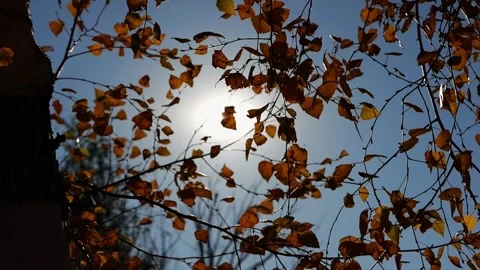 Branches of birch gently swaying in wind with bright sunlight at background. Aut Stock Footage 340901932