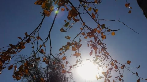 Branches of birch gently swaying in wind with bright sunlight at background. Aut Stock Footage 344039068