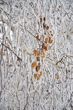 Branches of a birch. Stock Photos