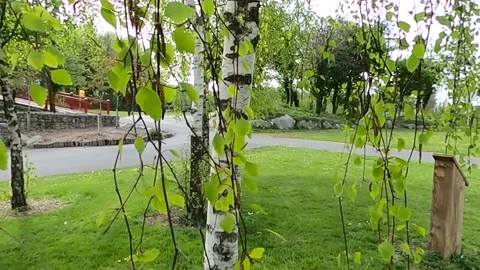 Branches of birch in summer time. Stock Footage 158814661