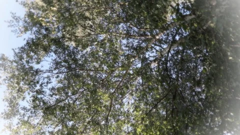 Branches of a birch tree against a blue sky turn Video stock 93884590