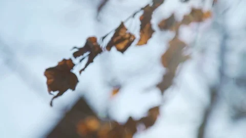 The branches of the birch tree are swaying in the wind: a falling leaf Stock Footage 83243535