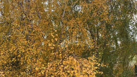Branches of Birch Tree Swaying in Strong Wind Stock Footage 294953615