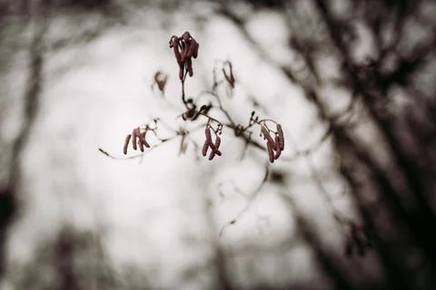 Branches of a birch tree without leaves during winter Stock Photos