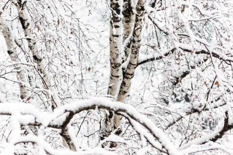 Branches of a birch under a thick layer of snow, close-up Stock Photos