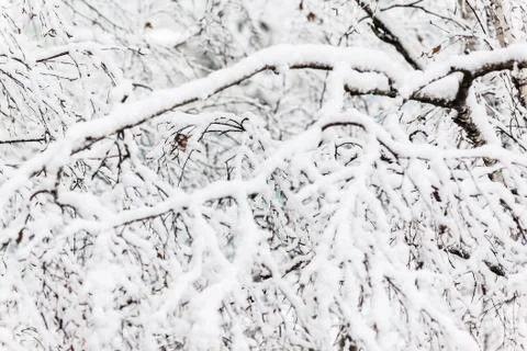 Branches of a birch under a thick layer of snow, close-up Foto stock