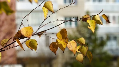 Branches of birch with yellow leaves on background of city house Stock Footage 125325475