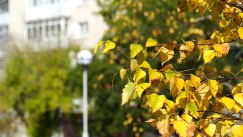 Branches of birch with yellow leaves on background of city house Stock Footage 125325882